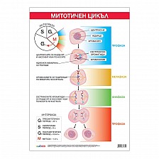 Cubos Ученическо табло ''Митотичен цикъл'', 70 x 100 cm