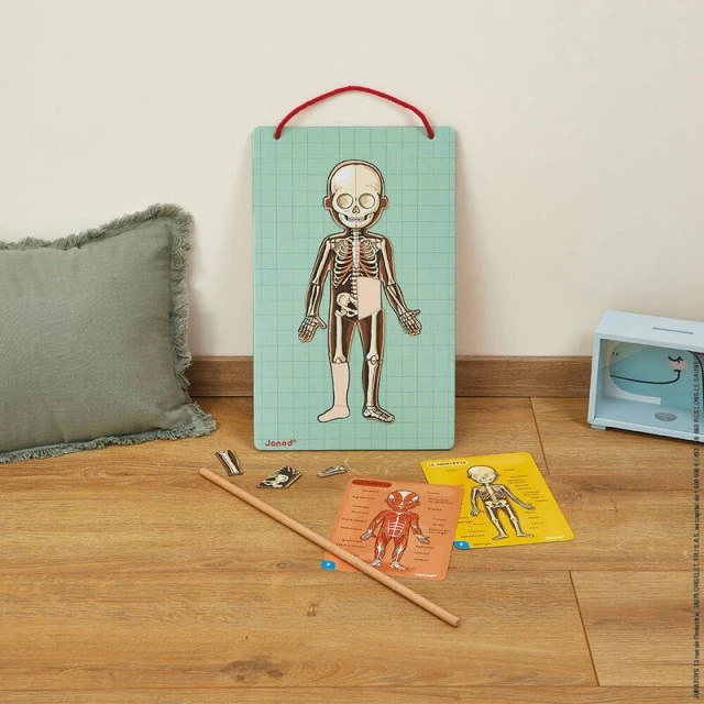 Educational game with magnets The human body