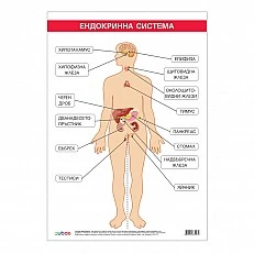 Cubos Ученическо табло ''Ендокринна система'', 70 x 100 cm