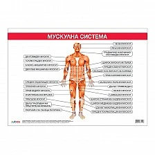 Cubos Ученическо табло ''Мускулна система'', 100 x 70 cm