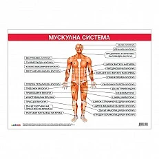 Cubos Ученическо табло ''Мускулна система'', 100 x 70 cm