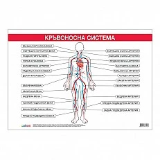 Cubos Ученическо табло ''Кръвоносна система'', 100 x 70 cm