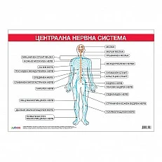 Cubos School chart "Central nervous system", 100 x 70 cm