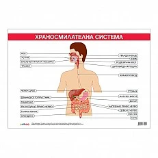 Cubos School chart "Digestive system", 100 x 70 cm