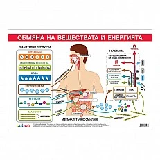 Cubos Ученическо табло ''Обмяна на вещества и енергия'', 100 x 70 cm