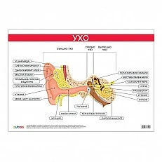 Cubos School chart "Ear", 100 x 70 cm