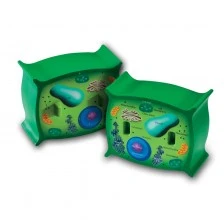 Learning Resources Model of a plant cell, cross section