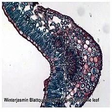 Microscope slides, 25 pieces