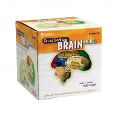 Learning Resources Brain Section Model