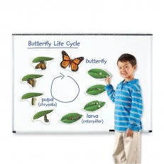 Learning Resources Butterfly Life Cycle Magnetic Kit