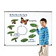 Learning Resources Магнитен комплект Жизнен цикъл на пеперуда