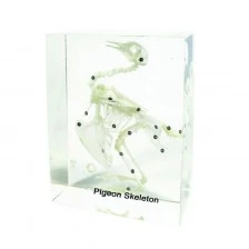 Nowa Szkola Pigeon skeleton, 18 x 14 x 8 cm