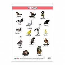 Cubos School chart "Birds", laminated, 50 x 70 cm