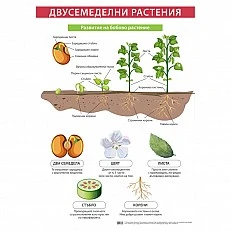 Cubos Ученическо табло ''Двусемеделни растения'', 70 x 100 cm