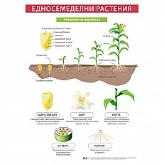 Cubos Ученическо табло ''Едносемеделни растения'', 70 x 100 cm