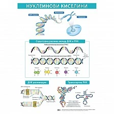 Cubos School chart "Nucleic acids", 70 x 100 cm