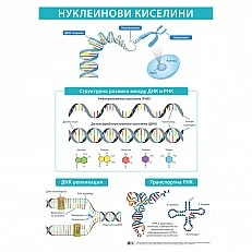 Cubos Ученическо табло ''Нуклеинови киселини'', 70 x 100 cm