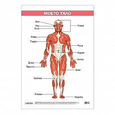 Cubos Ученическо табло ''Моето тяло'', ламинирано, 50 x 70 cm