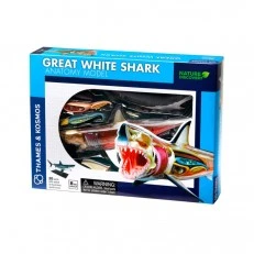 Anatomy Great white shark