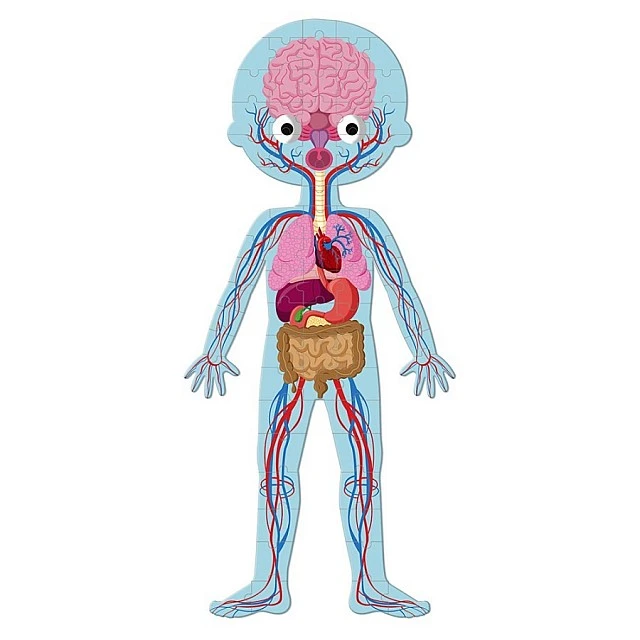 Educational puzzle - The human body