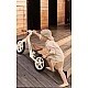 Balance Bicycle Inter Pink Caretero Toyz