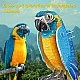 CubicFun Пъзел 3D National Geographic Синьогърлена ара 94ч.