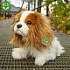 Плюшено Куче Кинт Чарлз Шпаньол седящо 25 см.