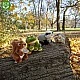 Плюшен Язовец 16 см.