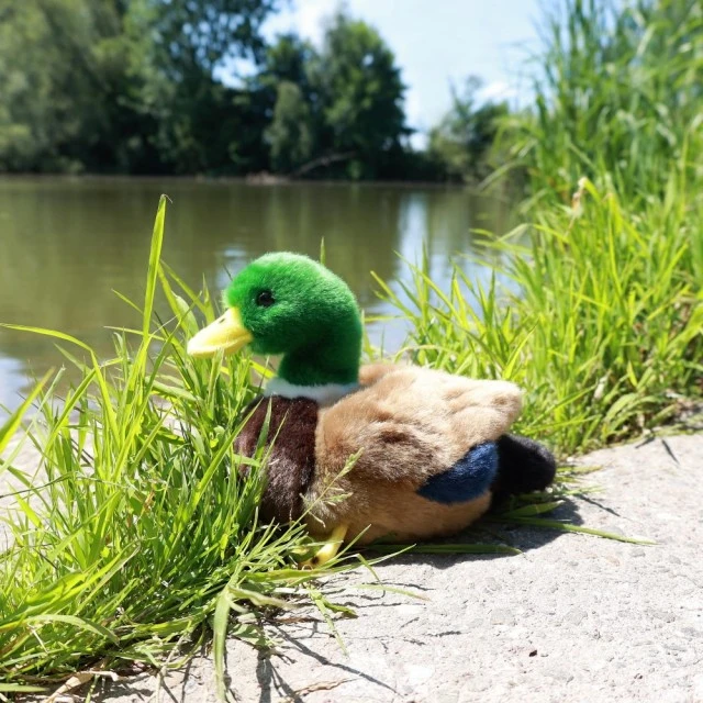 Плюшена Патица 20 см.
