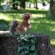 Plush Squirrel with acorn 20 cm.
