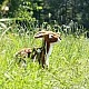 Plush Deer standing 30 cm. Eco Friends series