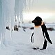 Plush Penguin baby 18 cm. Eco friends series