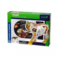 Anatomy Tiger