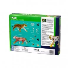 Anatomy Tiger