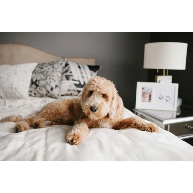 Pearhead Photo frame and ink prints for child and pet - Best friends forever