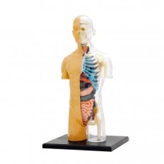 Anatomy The human body
