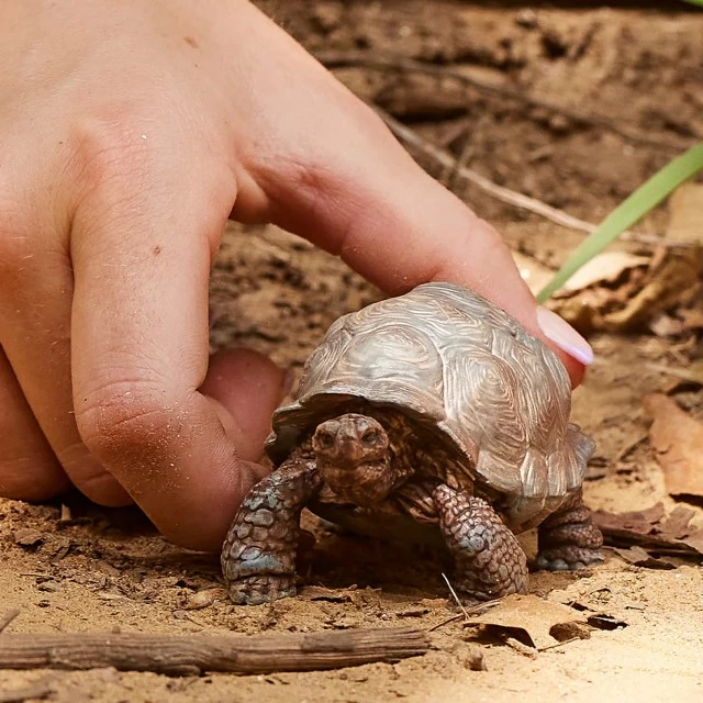 Giant Turtle Figurine, Schleich Age: 3+ Size: 4.3x7.8x4.1 cm