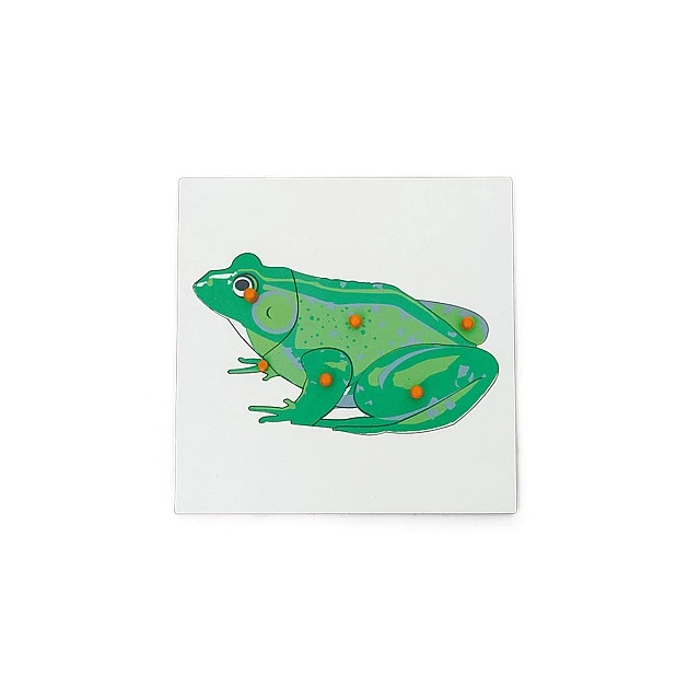 Nowa Szkola Puzzle Frog, wooden, 6 pieces