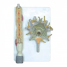 Nowa Szkola Neuron model