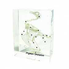 Nowa Szkola Pigeon skeleton, 18 x 14 x 8 cm