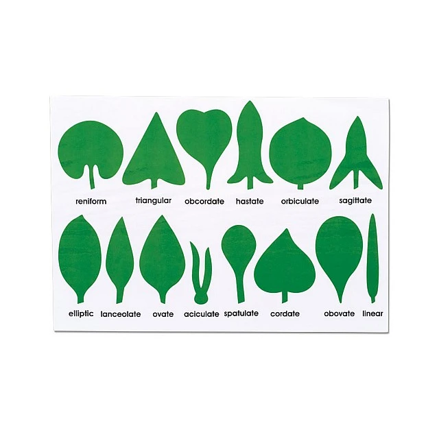Nowa Szkola Control Chart - Leaf Shapes