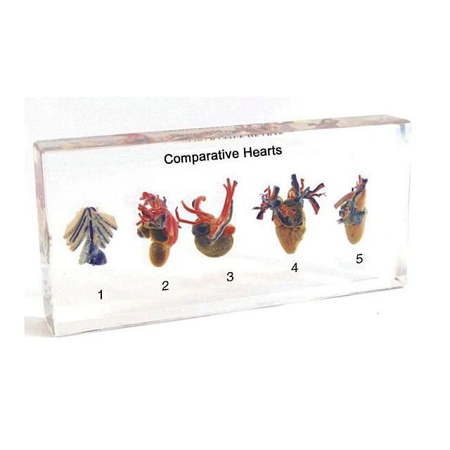 Nowa Szkola Animal heart model, cut out, in plexiglass