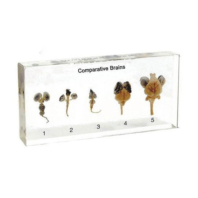 Nowa Szkola Animal brain model, cut, in plexiglass