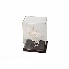 Nowa Szkola Skeleton of a pigeon, 19.5 x 15.5 x 21 cm