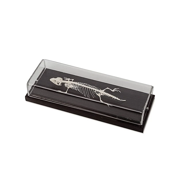 Nowa Szkola Lizard skeleton, 23 x 10 x 6.5 cm