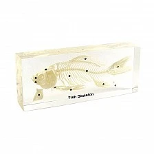 Nowa Szkola Fish skeleton, 20 x 9 x 4 cm