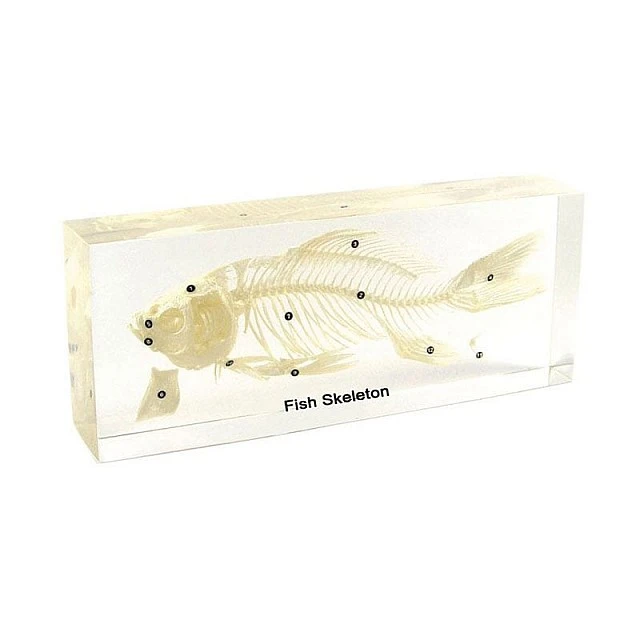 Nowa Szkola Fish skeleton, 20 x 9 x 4 cm