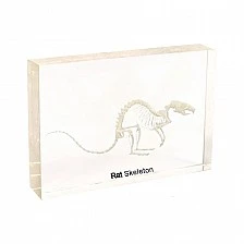 Nowa Szkola Rat skeleton, 20 x 9 x 4 cm