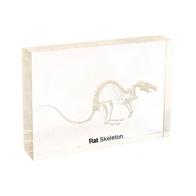 Nowa Szkola Rat skeleton, 20 x 9 x 4 cm