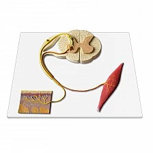 Nowa Szkola Reflex arc model, cross section